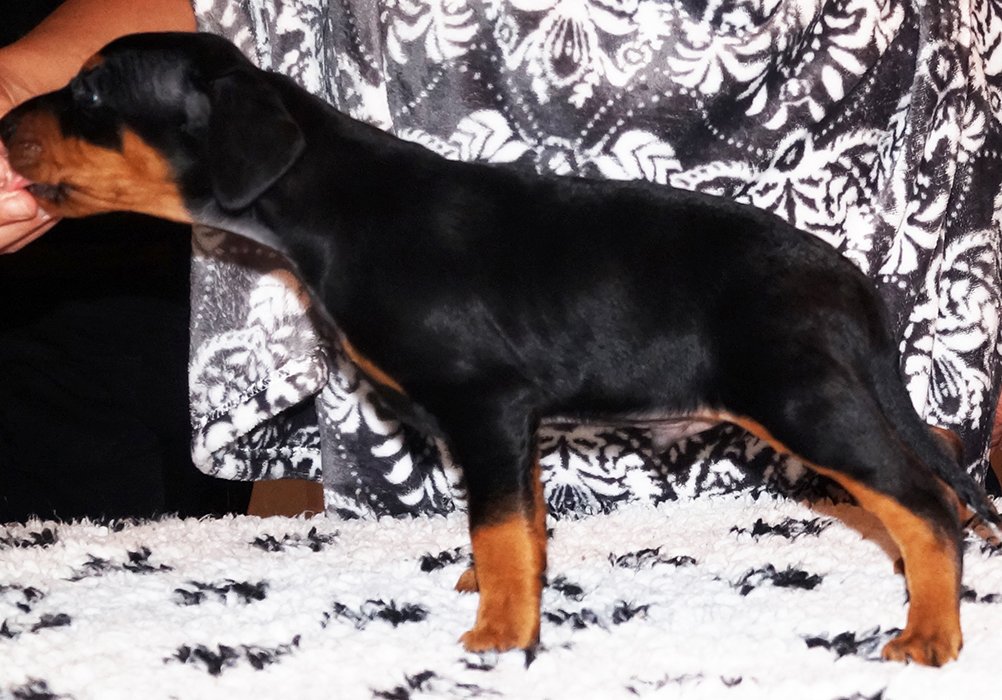 Pinscher * Xélanc Incredible Ivanhoe 6 veckor